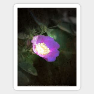 glowing old fashioned rose elegance Sticker